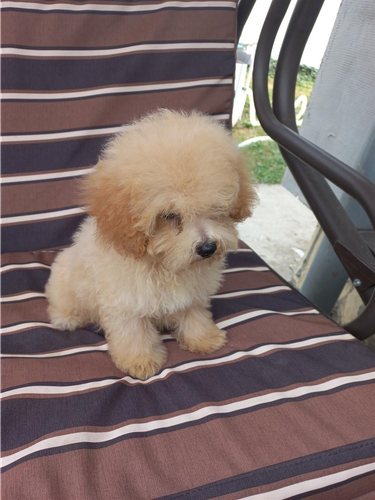 Maltipoo