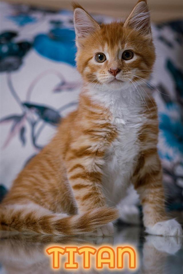 Maine-Coon-macici
