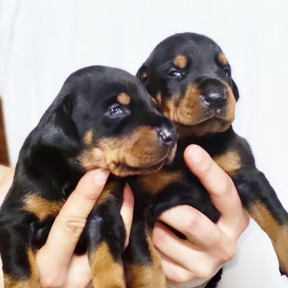 Doberman-stenci-