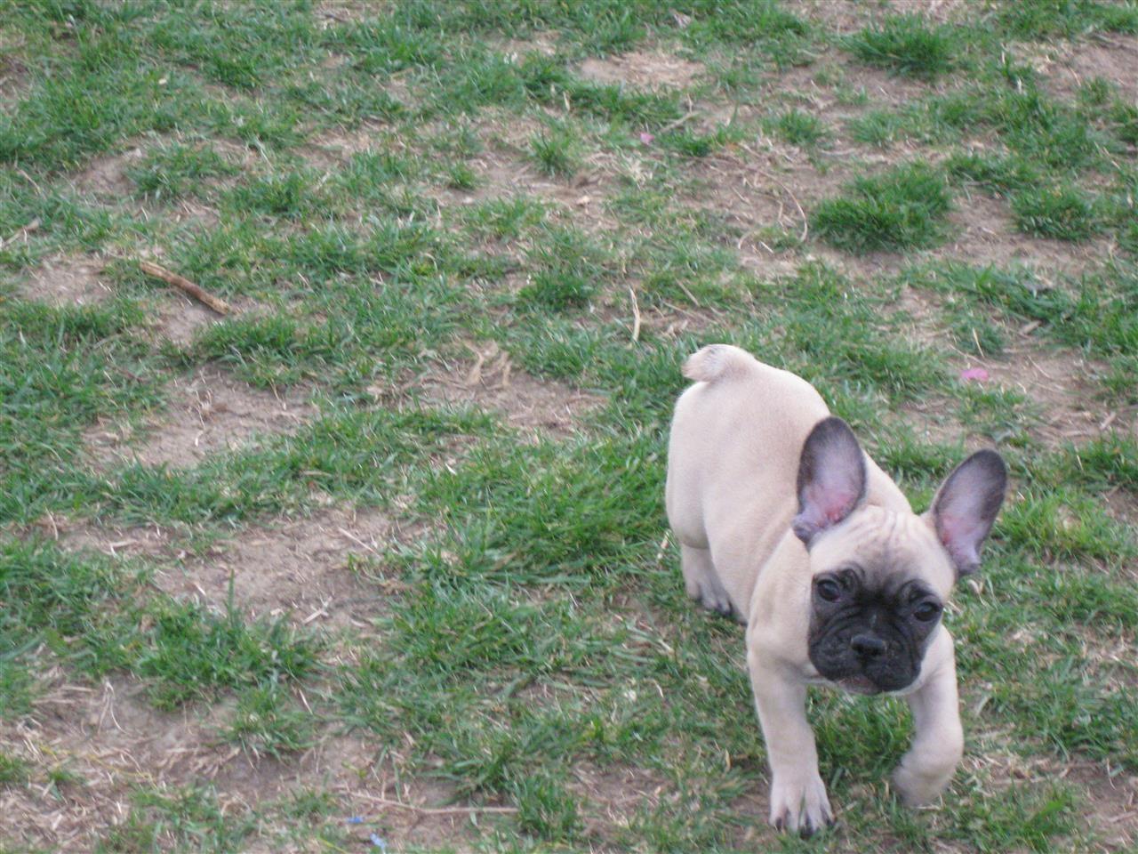 Francuski-buldog-štenci