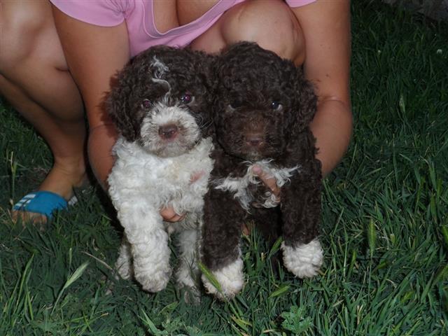 Lagotto-Romagnolo-stenci