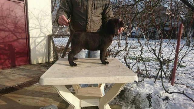 Cane-corso---POVOLJNO---