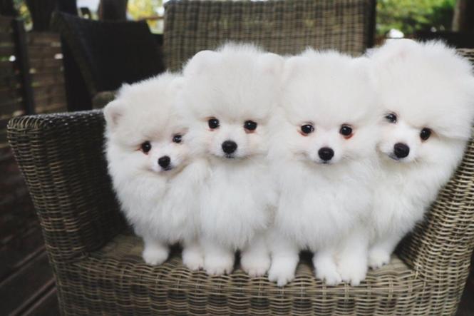 Pomeranian štenad