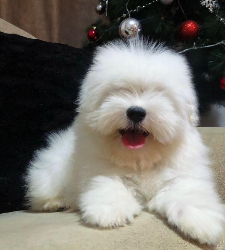 Coton-de-Tulear