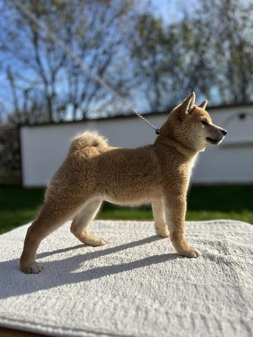 Shiba-Inu