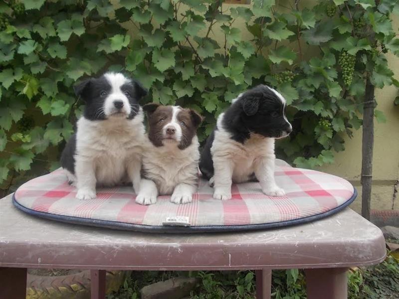 Border-collie-stenci-