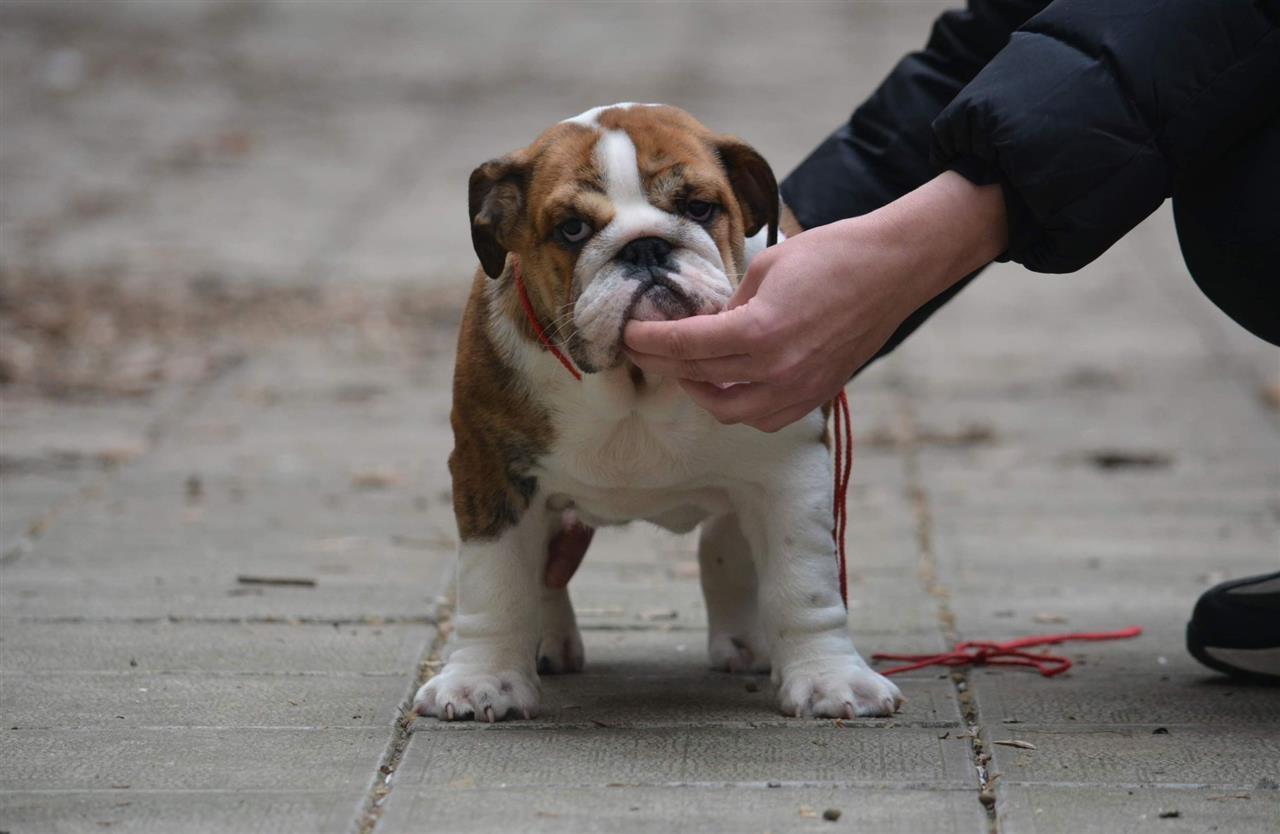 Engleski-buldog