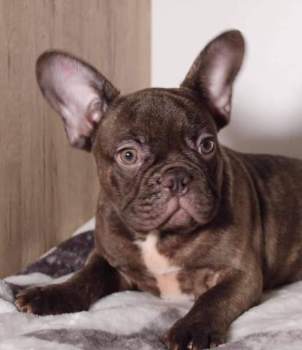 Francuski buldog 