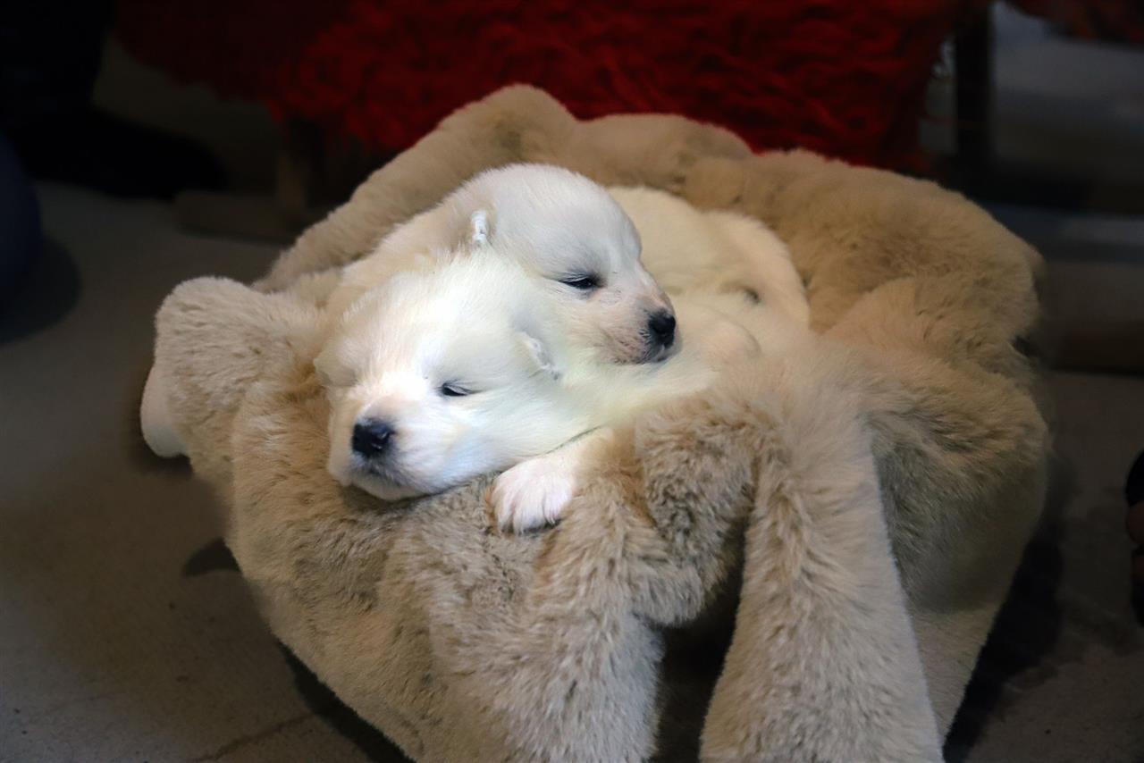 Samojed-štenci