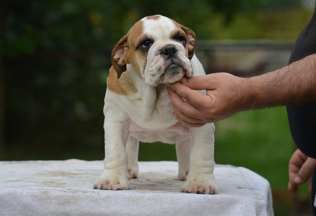 Engleski-buldog