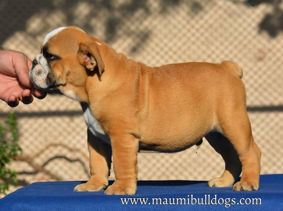 Engleski-Buldog