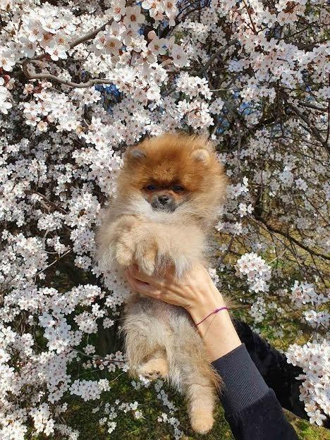 Pomeranac-
