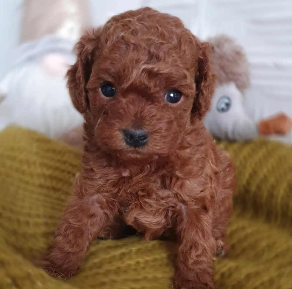 Teddy-bear-toy-PUDLE---malene--prelepe
