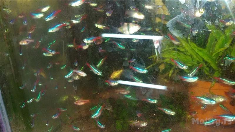 Akvarijumske Ribice Veliki Izbor Novi Sad
