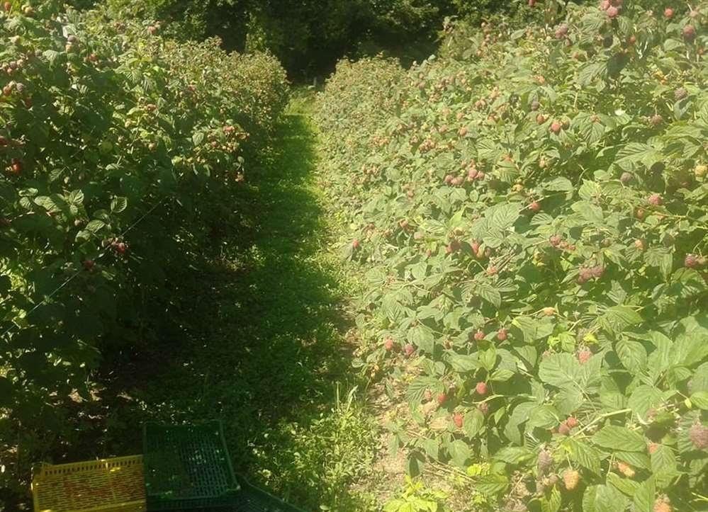 Sadnice-maline-sorte-vilamet