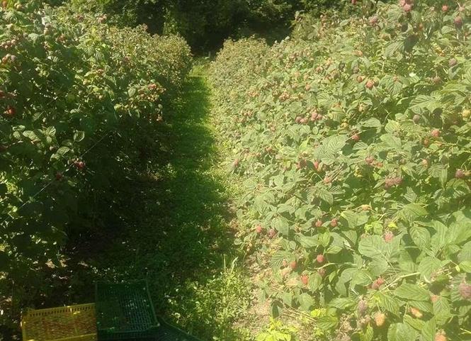 Sadnice maline sorte vilamet