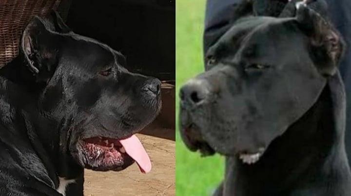Cane-corso-štenci