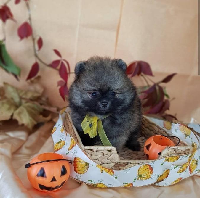 Mini-Pomeranian