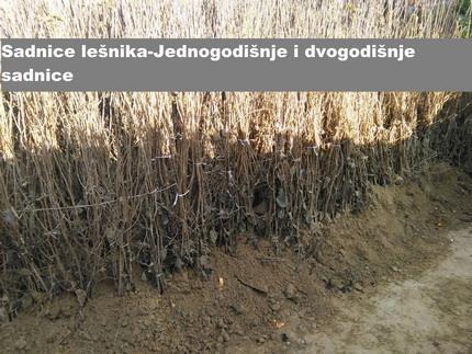 Preko-200-sorti-raznih-sadnica-voca-