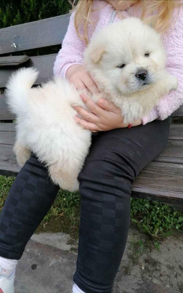 Chow-chow-stenci