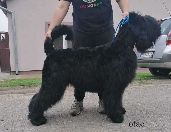Štenci-Ruskog-Terijera-