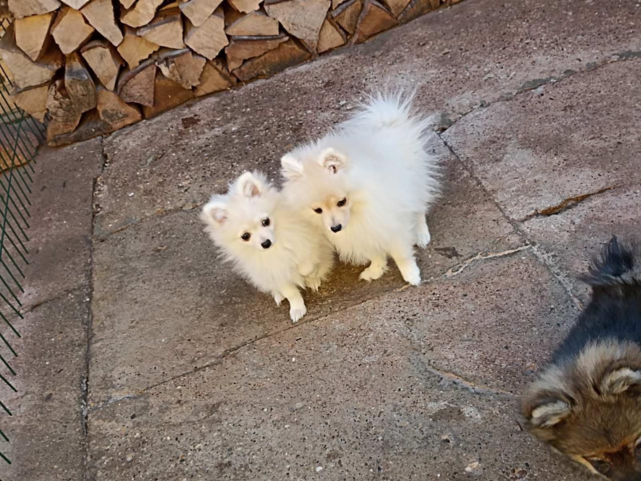 Pomeranski-Špic-štenci