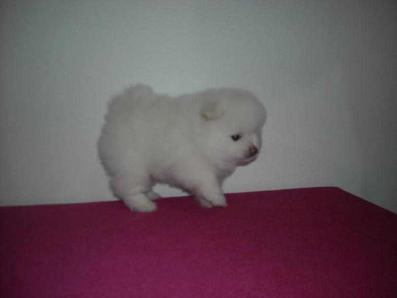 Pomeranski-spic-BOO-