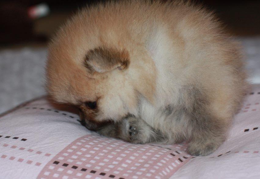 Boo-pomeranski-spic