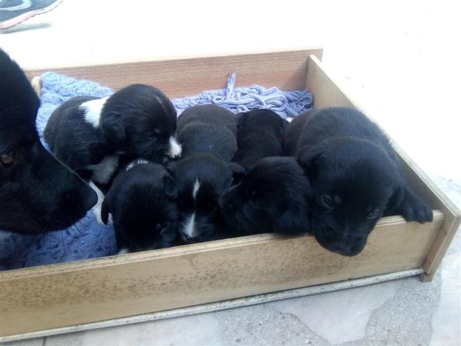 Poklanjamo kuce