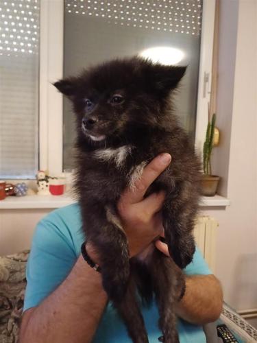 Štenci pomeranca 