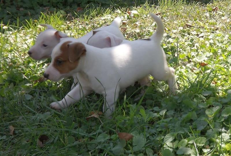 Jack-Russell-terrier-štenci--