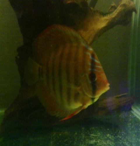 Alenquer red x Brown diskus