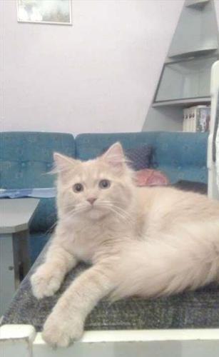 Turska angora , mlada mačka