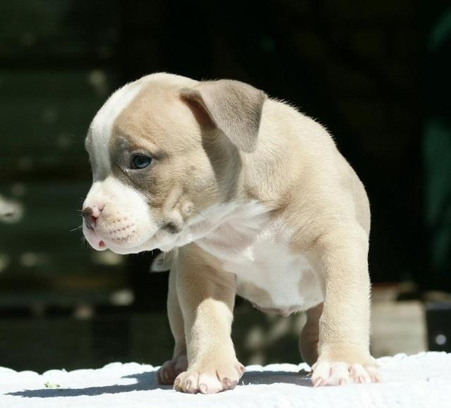American-bully--Američki-buli-