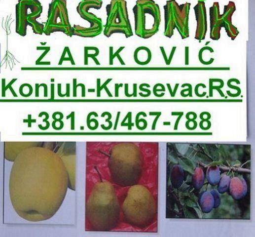 RASADNIK-ZARKOVIC---sadnica