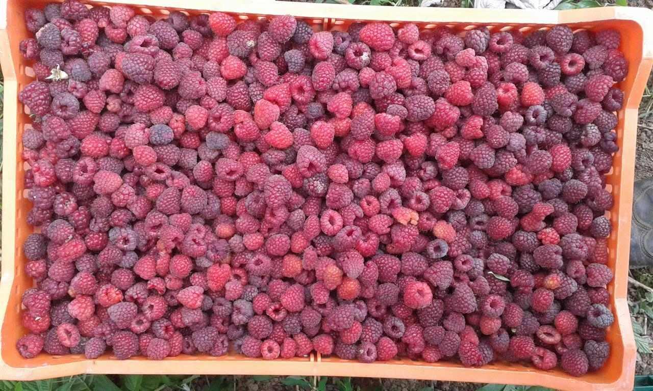 maline-polka