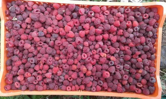 maline polka
