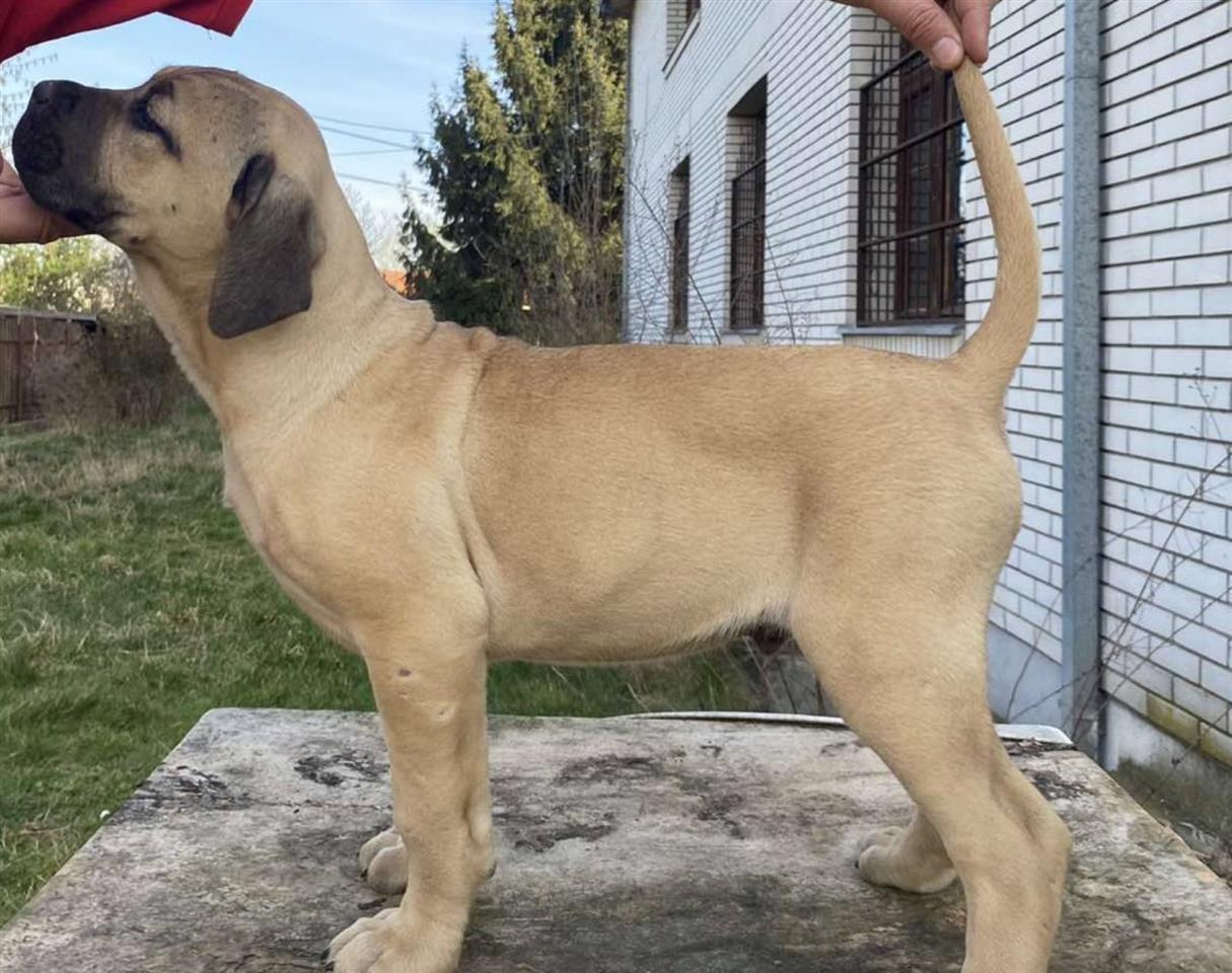 Cane-Corso-stenci-
