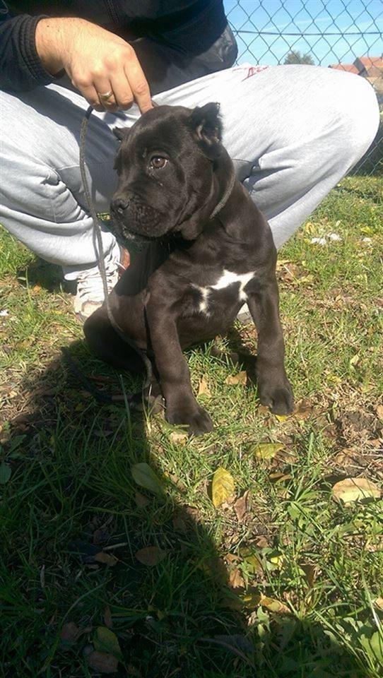 Cane-Corso-štenad