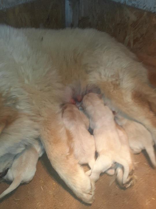 Chow-chow-cau-cau
