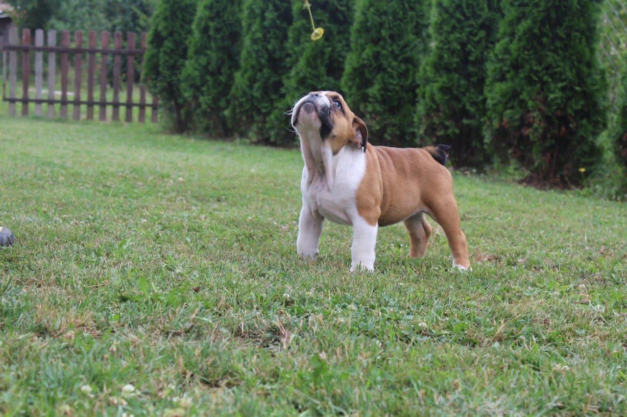 Engleski-buldog-štene