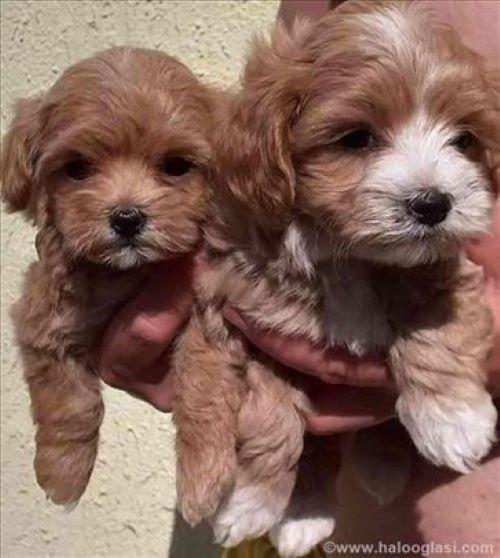 Mini-Maltipoo-štenci