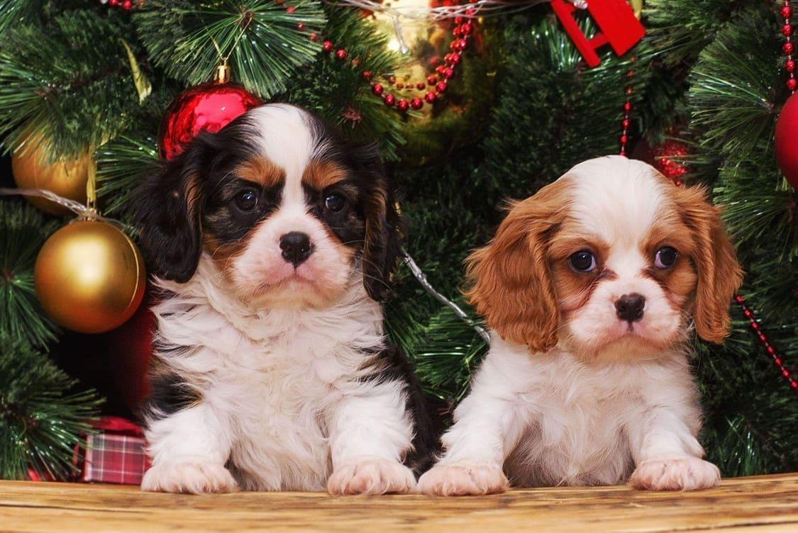 Cavalier-king-Charles-spaniel-štenci