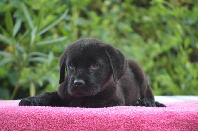 Labrador retriver stenci