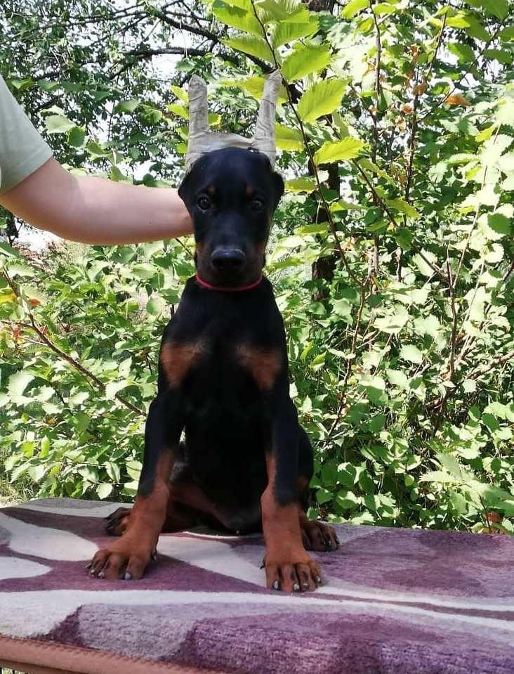 Doberman-stenci-na-prodaju