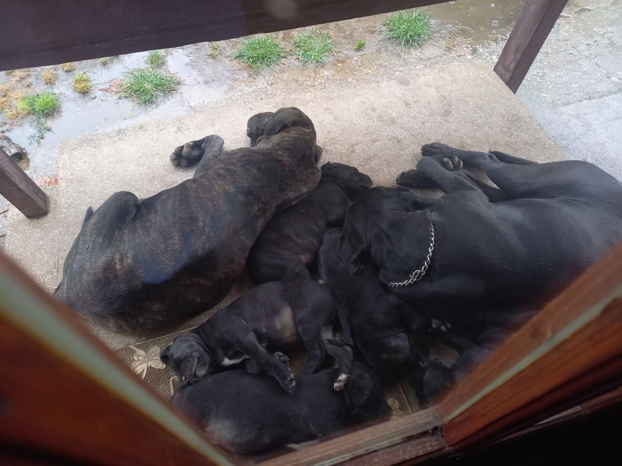 Cane-Corso
