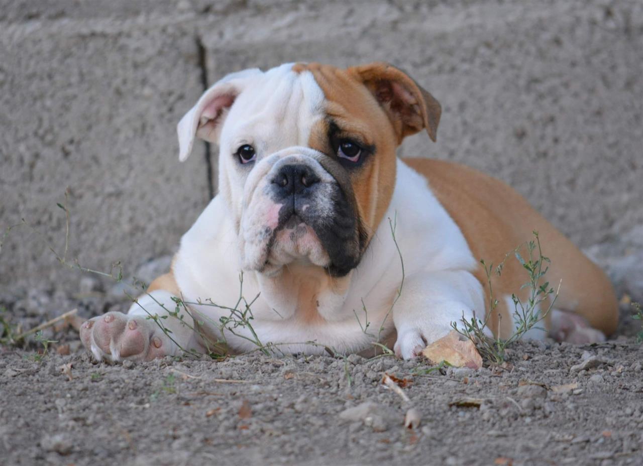 Engleski-buldog
