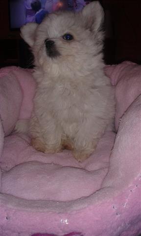 Majka-spic-otac-Maltezer-