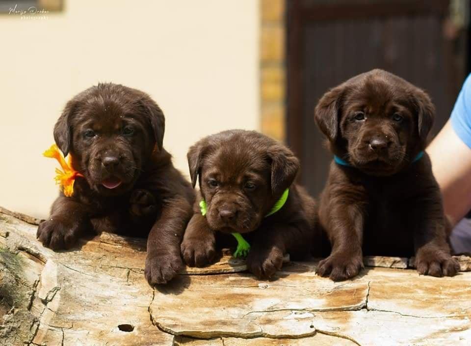 Labrador-retriver-štenci-