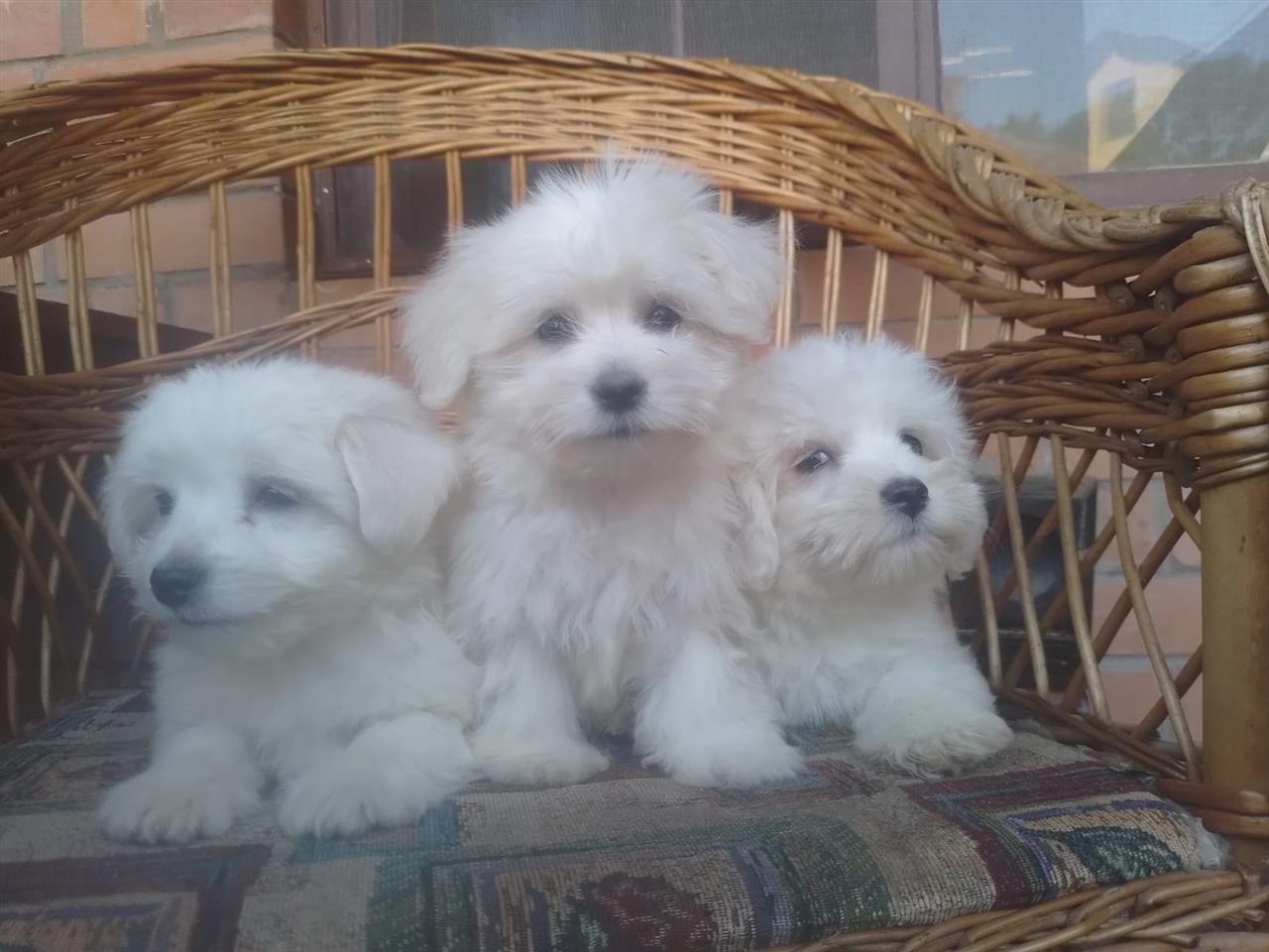 Coton-de-Tulear--Tulearski-pas-